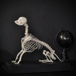 Animaux marins Squelette de chihuahua Curiosité PU532