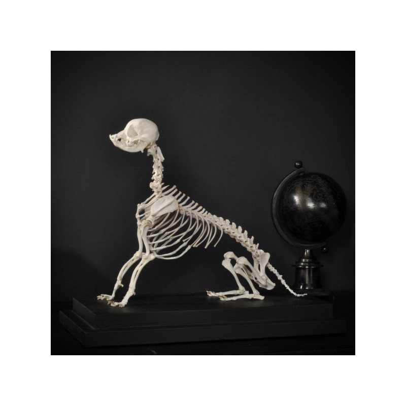Squelette de chihuahua Objet de Curiosité -PU532