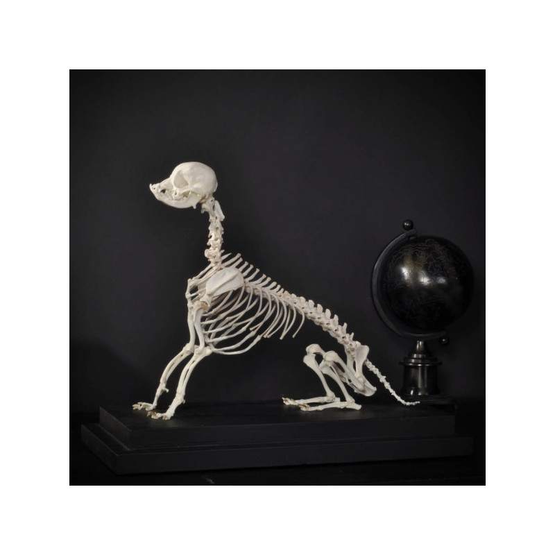 Animaux marins Squelette de chihuahua Curiosité PU532