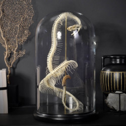 Animaux marins Squelette de crotalus horridus Curiosité PU536