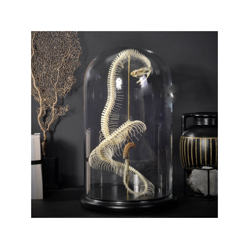 Animaux marins Squelette de crotalus horridus Curiosité PU536