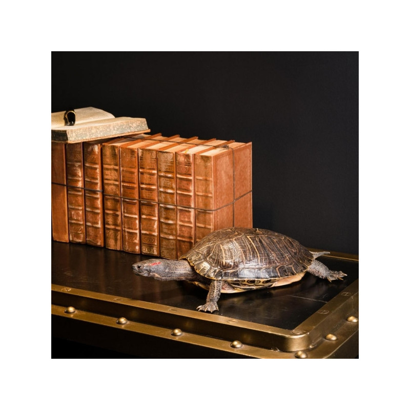 Animaux marins Taxidermie trachemys scripta Curiosité PU556