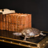 Taxidermie trachemys scripta Objet de Curiosité -PU556