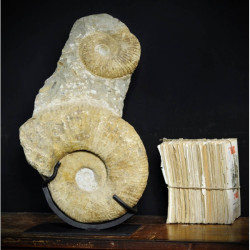 Animaux marins Totem de 2 ammonites Curiosité PUFO152
