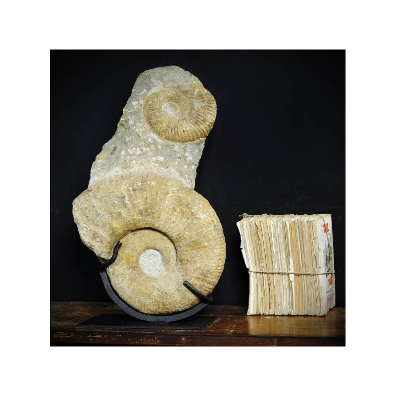 Animaux marins Totem de 2 ammonites Curiosité PUFO152