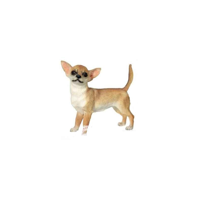 Chien Chihuahua poils courts LP1354
