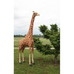 Location automate girafe 280cmh/160cml Anima -L0249