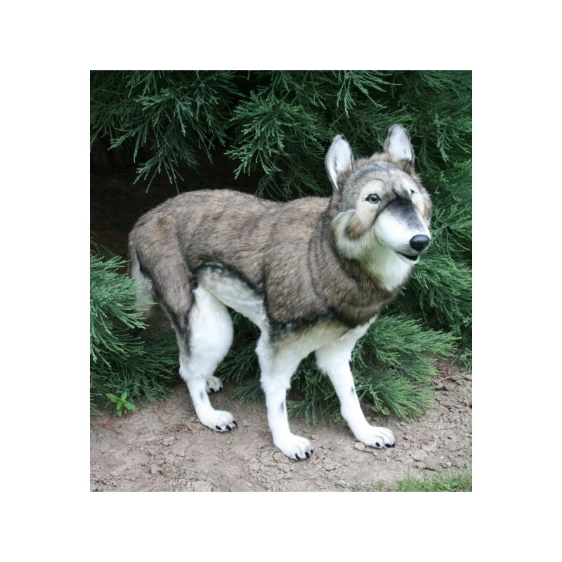 Location automate loup à 4 pattes 78cmh/100cml Anima -L0143